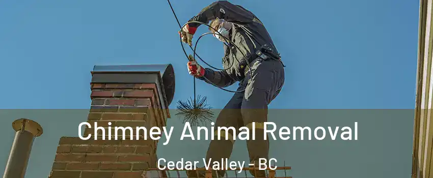 Chimney Animal Removal Cedar Valley - BC