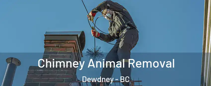 Chimney Animal Removal Dewdney - BC