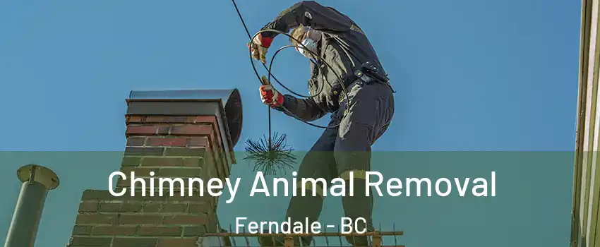 Chimney Animal Removal Ferndale - BC