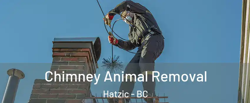  Chimney Animal Removal Hatzic - BC