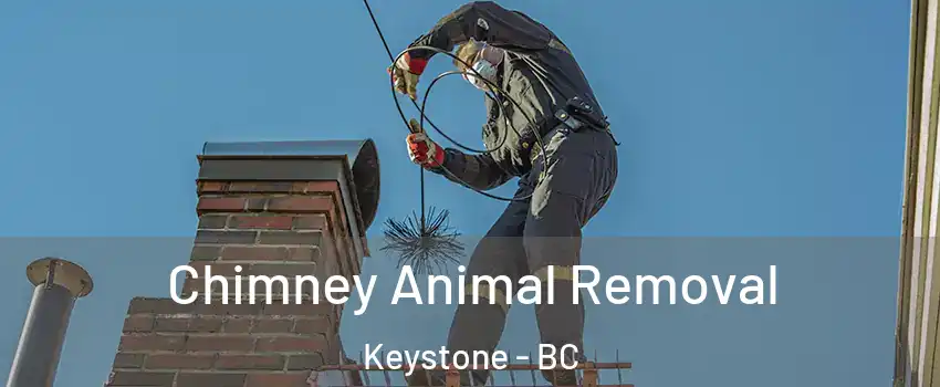 Chimney Animal Removal Keystone - BC
