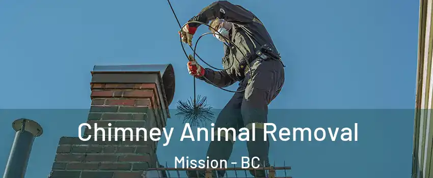 Chimney Animal Removal Mission - BC