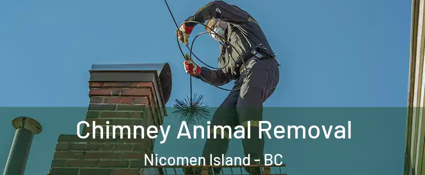 Chimney Animal Removal Nicomen Island - BC