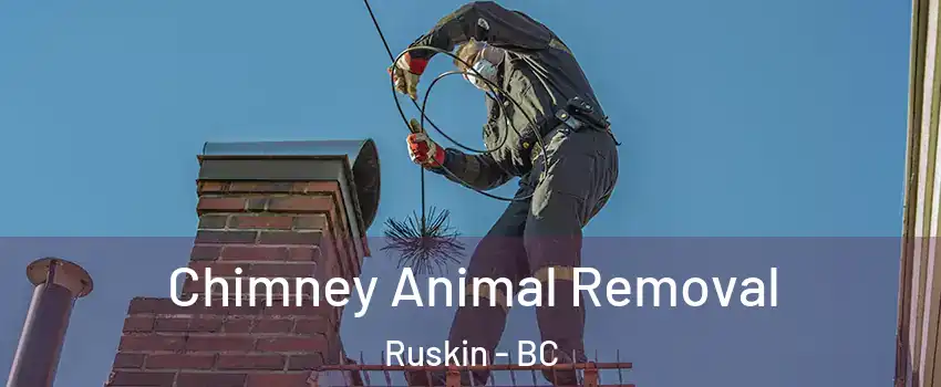 Chimney Animal Removal Ruskin - BC
