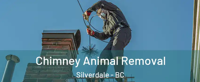 Chimney Animal Removal Silverdale - BC