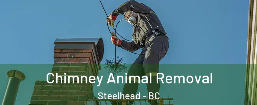 Chimney Animal Removal Steelhead - BC